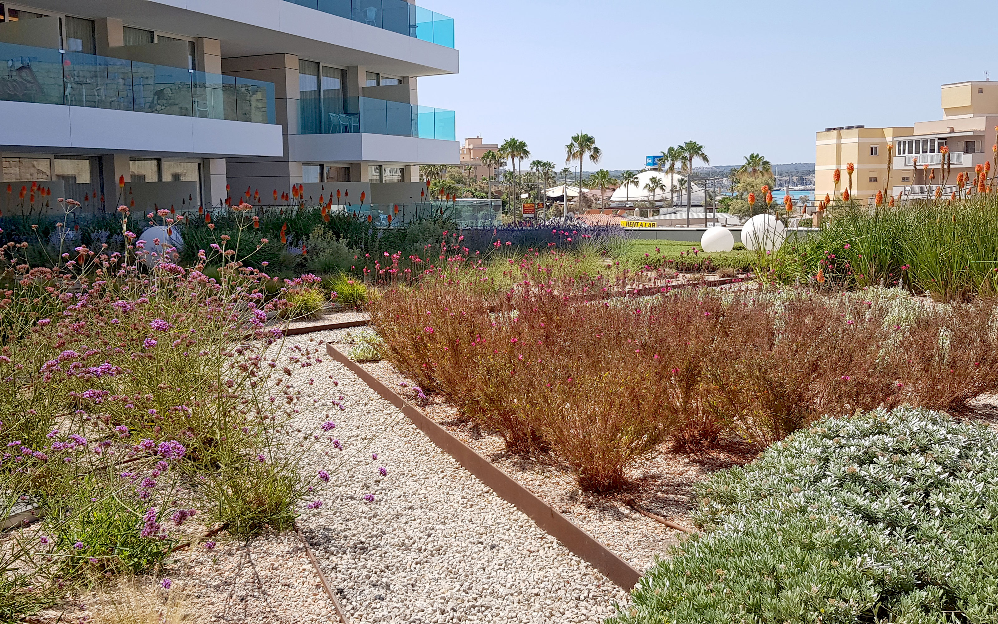 Flower beds, among other plants, with steppe candle and Verbena